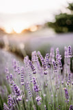 2024 Lavender Mini Sessions