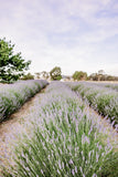 2024 Lavender Mini Sessions