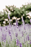 2024 Lavender Mini Sessions