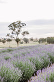 2024 Lavender Mini Sessions