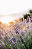 2024 Lavender Mini Sessions