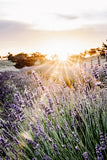 2024 Lavender Mini Sessions