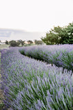 2024 Lavender Mini Sessions