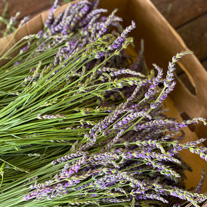 Medium Freshly Cut Lavender Bunches